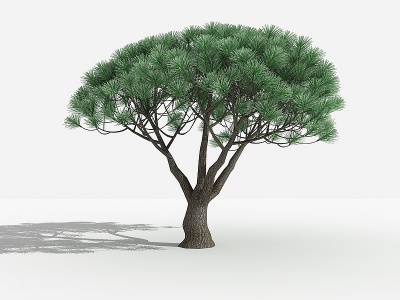 3d中式五针松灌木树模型