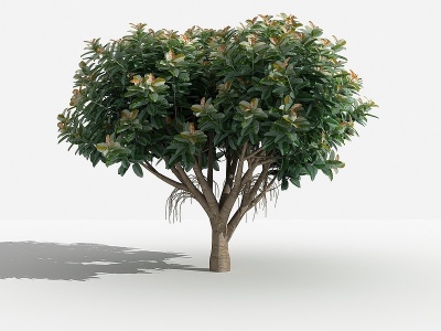3d中式橡皮榕大灌木树植物模型