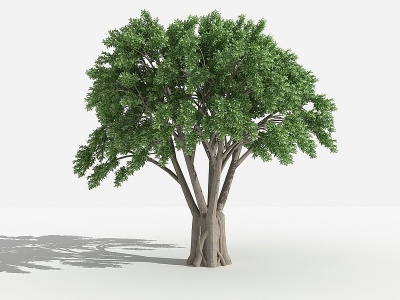 3d中式小叶榕灌木模型