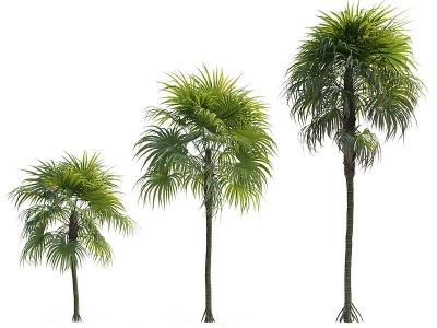 3d现代热带棕榈树模型