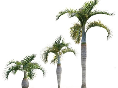 3d现代椰子树植物模型