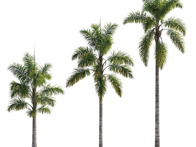 3d现代椰子树植物模型