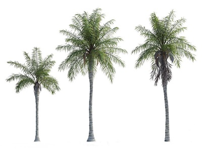 3d现代<font class='myIsRed'>热带树木</font>棕榈树模型