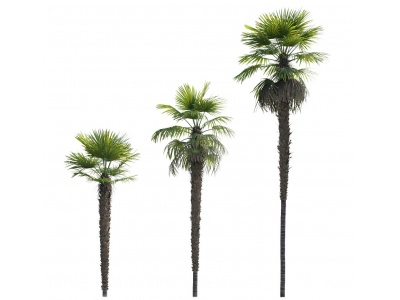 3d现代棕榈树热带树木模型