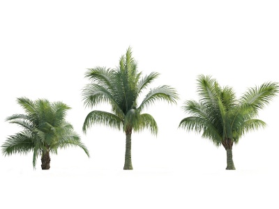 3d现代热带树木棕榈树模型