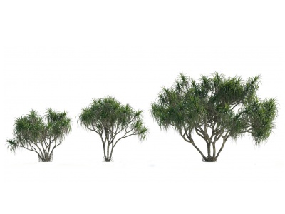 3d现代热带植物树木模型