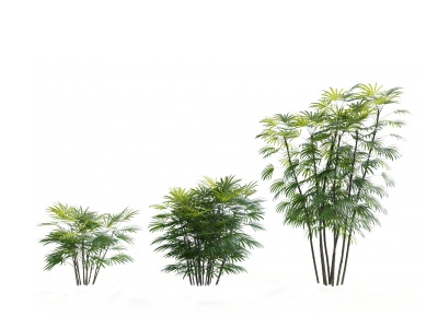 3d现代热带植物棕竹模型