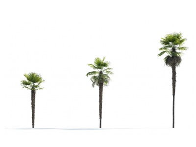 现代热带棕榈树模型3d模型