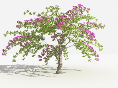 3d中式叶子花丛灌木树植物模型