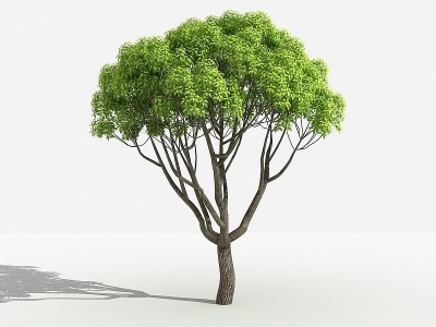 3d中式小叶樟灌木树模型