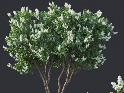 3d现代植物树丁香树模型