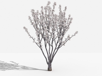 3d中式紫叶李灌木树植物模型