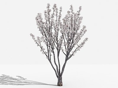 3d中式紫叶李灌木树植物模型