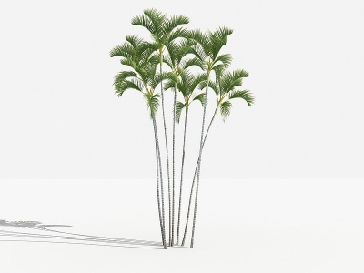 中式散尾葵灌木树植物模型3d模型