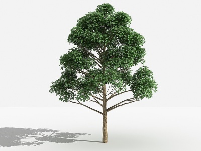 3d中式重阳木灌木树模型