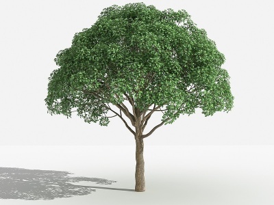 3d中式重阳木灌木树模型