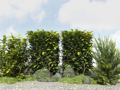 3d精品景观植物模型