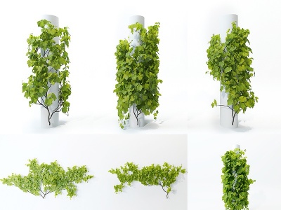 现代爬墙虎植物藤蔓模型3d模型