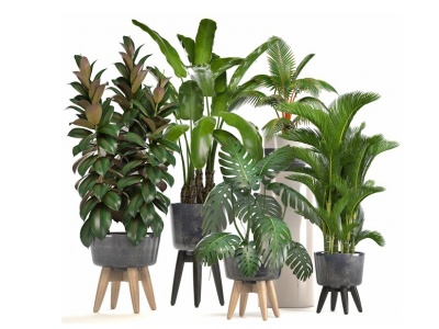 3d现代室内盆栽植物模型