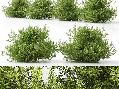 灌木丛植物模型3d模型