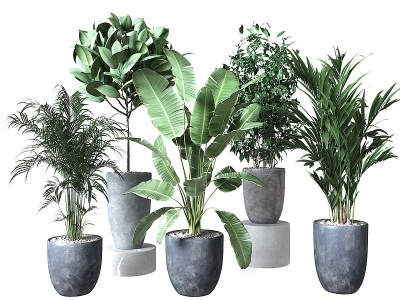 3d植物盆栽模型