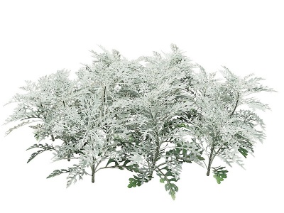 现代植物盆栽矮灌模型
