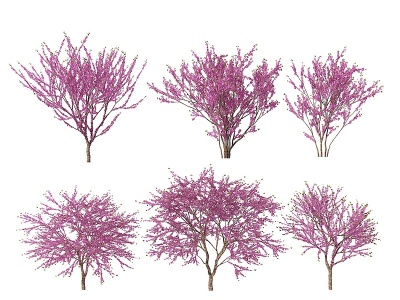 3d现代紫荆花植物模型
