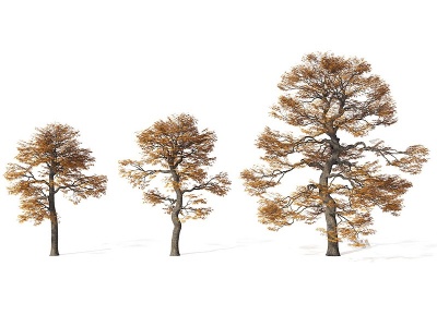 3d松柏树模型