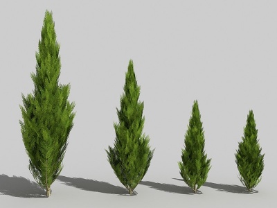 现代景观树行道树庭院树模型3d模型