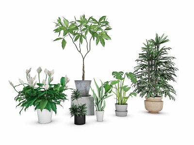3d现代绿植盆栽植物组合模型