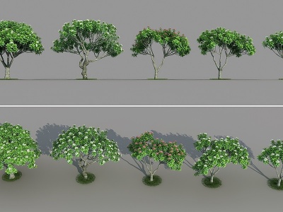 3d现代鸡蛋花树乔木植物模型
