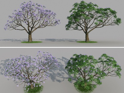 景观树蓝花楹植物树木乔木模型