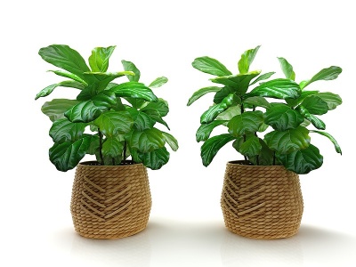 3d现代风格盆栽植物模型