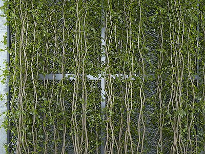现代藤蔓植物墙模型3d模型