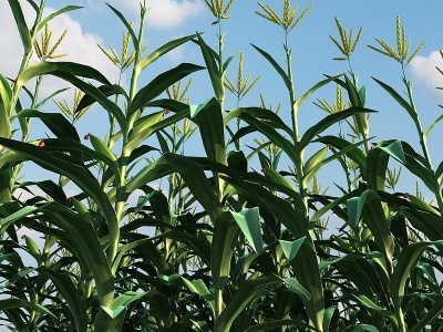 3d现代玉米地农作物玉米农场模型