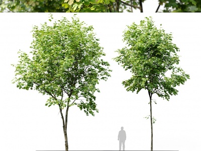 现代乔木树木模型