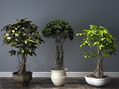 现代植物盆栽盆景模型3d模型