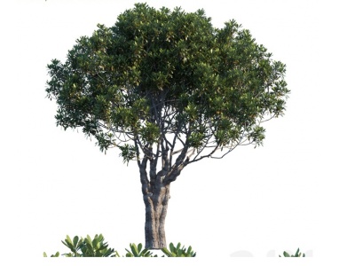 3d户外植物树模型