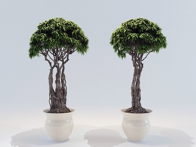 中式盆栽盆景植物树3d模型