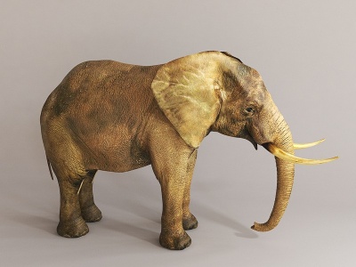 3d动物大象模型
