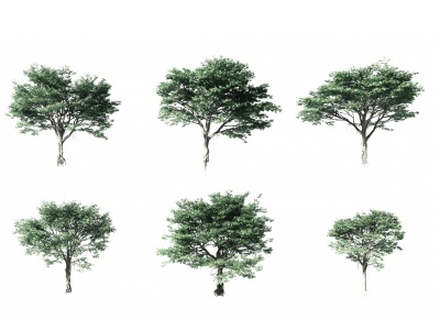 3d现代阔叶树模型