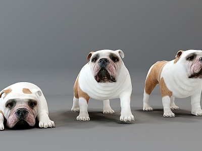 现代宠物动物狗哈巴狗模型3d模型