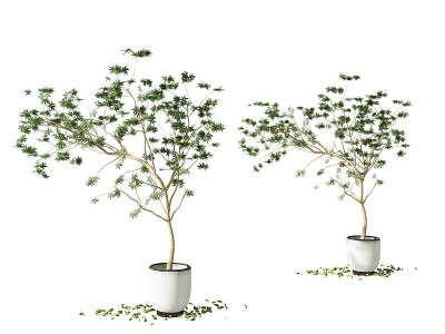 3d现代绿植植物模型