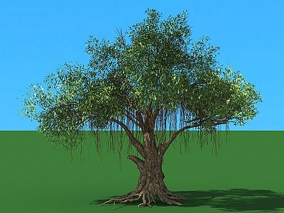 3d榕树大树树木植物模型