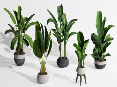 3d现代植物盆景绿植物组合模型