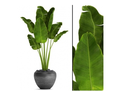 盆栽植物绿植模型3d模型