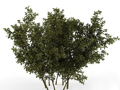 绿植树模型3d模型