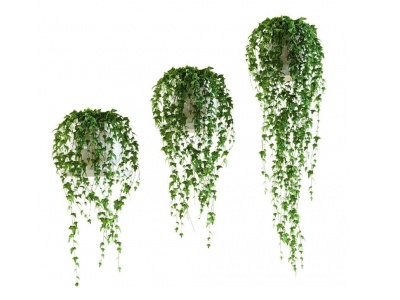 3d现代植物藤蔓爬山虎模型
