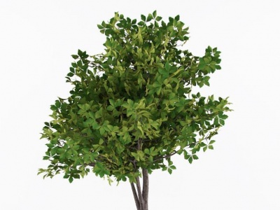 盆栽植物绿植模型3d模型