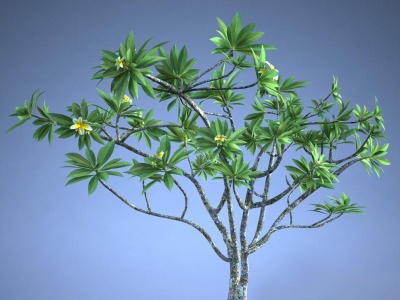 3d景观树蓝花楹植物模型